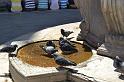 bDSC_0071_ het San Marco plein staat ook bekend om de duiven waarvoor een voederverbod bestaat